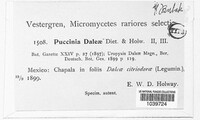 Puccinia daleae image